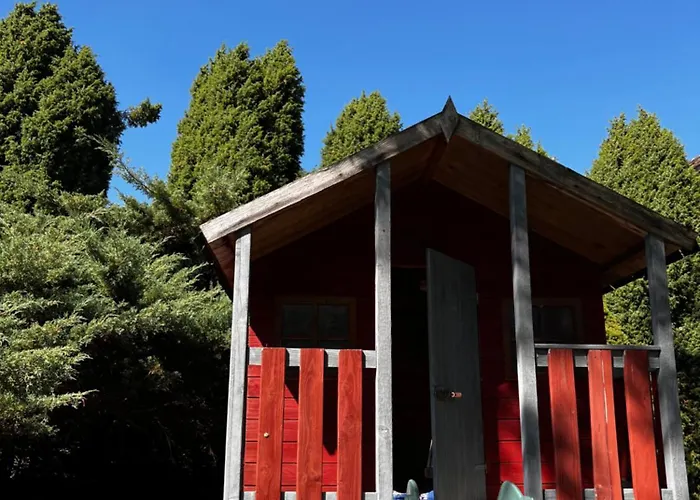 Apartment Cats Forest *