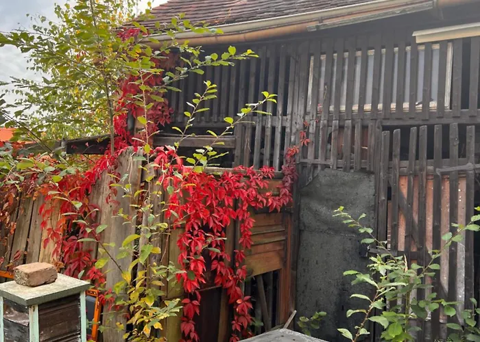 Apartment Cats Forest *